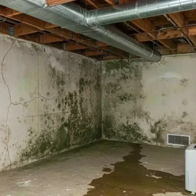 Professional Mold Removal in Ash Grove, MO